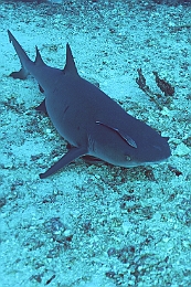 Sipadan_2015_Requin corail ou Aileron blanc du lagon_Triaenodon obesus_IMG_2020_rc